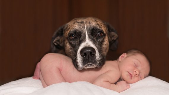 כלב ותינוק חדש – לצלוח את השינוי